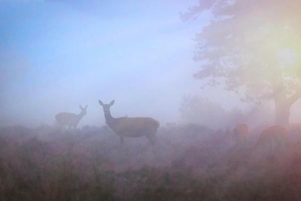 Bonte Specht Villa Otterlo Dış mekan fotoğraf